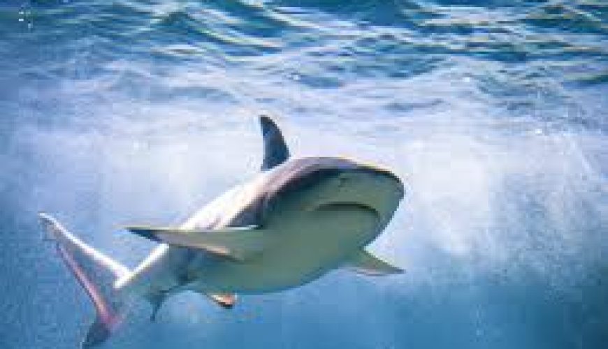 Hai-Angriffe in Hurghada